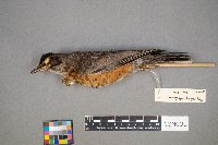 Turdus migratorius image