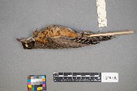 Turdus migratorius image