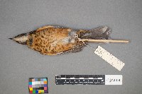 Turdus migratorius image