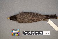 Turdus migratorius image