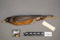 Turdus migratorius image