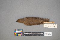 Catharus fuscescens image