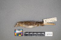 Catharus fuscescens image