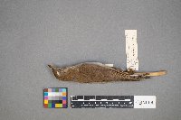 Catharus fuscescens image