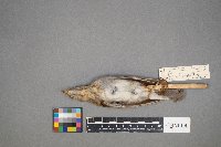 Catharus fuscescens image