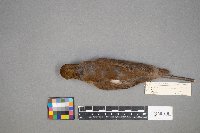 Catharus fuscescens image