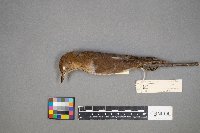 Catharus fuscescens image