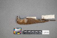 Catharus fuscescens image