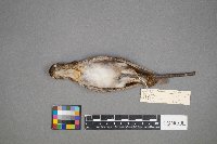 Catharus fuscescens image