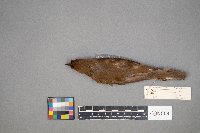 Catharus fuscescens image