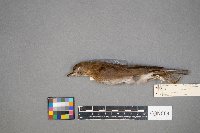 Catharus fuscescens image