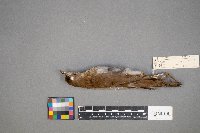 Catharus fuscescens image