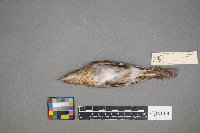 Catharus fuscescens image