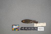 Regulus calendula image