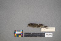 Regulus calendula image