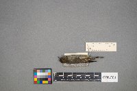 Regulus calendula image