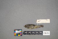 Regulus calendula image