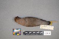 Bombycilla garrulus image