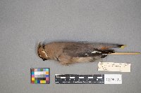 Bombycilla garrulus image