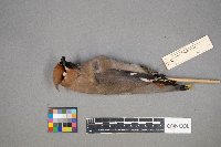 Bombycilla garrulus image