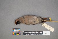 Bombycilla garrulus image