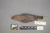 Bombycilla garrulus image