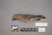 Bombycilla garrulus image