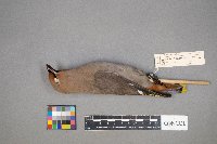 Bombycilla garrulus image