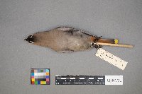 Bombycilla garrulus image