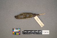 Vireo olivaceus image