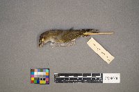 Vireo olivaceus image