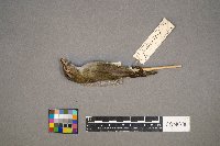 Vireo olivaceus image