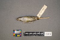 Vireo olivaceus image