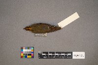 Seiurus aurocapilla image