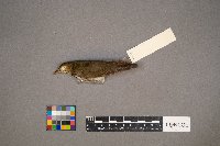 Seiurus aurocapilla image