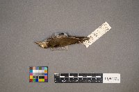 Seiurus aurocapilla image