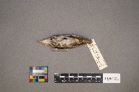 Seiurus aurocapilla image