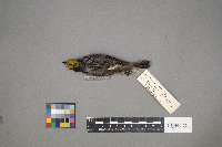 Setophaga pensylvanica image