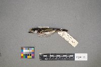 Setophaga pensylvanica image