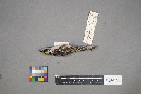 Setophaga pensylvanica image