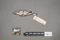 Setophaga pensylvanica image