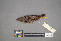 Passer domesticus image