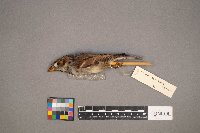 Passer domesticus image