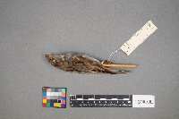 Passer domesticus image