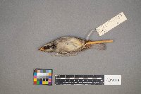 Passer domesticus image