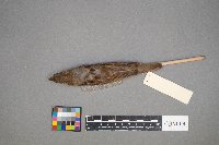 Passer domesticus image