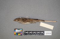 Passer domesticus image