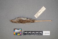 Passer domesticus image