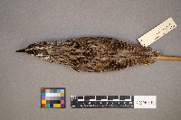 Sturnella neglecta image