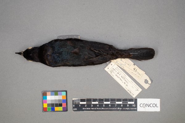 Euphagus cyanocephalus image